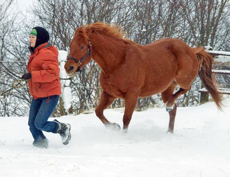 Diseases resulting in Hind Limb Gait Deficits in Horses, stringhalt in horses, Fibrotic Myopathy in horses, Shivers in Horses, Equine Polysaccharide Storage Myopathy PSSM