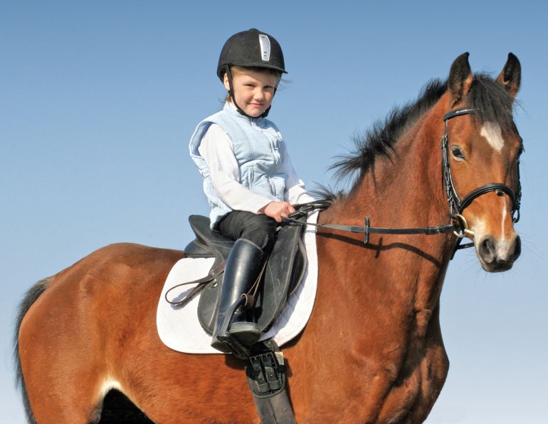 lesson horses Canada, equine welfare Canada, riding school horses, horse industry Canada, lesson barn management, horse care practices, equine welfare research, Canadian equestrian industry