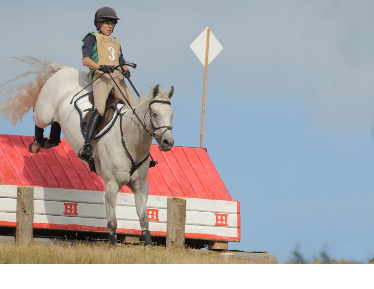 Suspensory Ligament Injuries horse, Suspensory Ligament Injuries horse treatment, equine cannon bone, Horse Care Equine Health Suspensory Ligament Injury Lameness, Suspensory Ligament Diagnosis, Peri-ligamentous Injections, Shock Wave Therapy, Ligamentous Injections, equine Desmoplasty, equine Fasciotomy, horse care