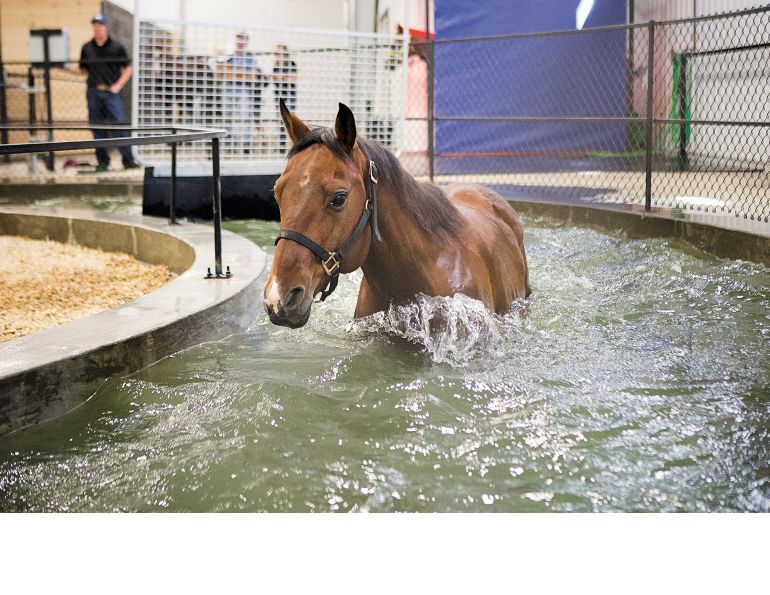 rehabilitation for horses, equine rehab, endurance equine, hill top arena and spa, equivibe, undeniable equine services, bemer horse products, therapies for injured horse 