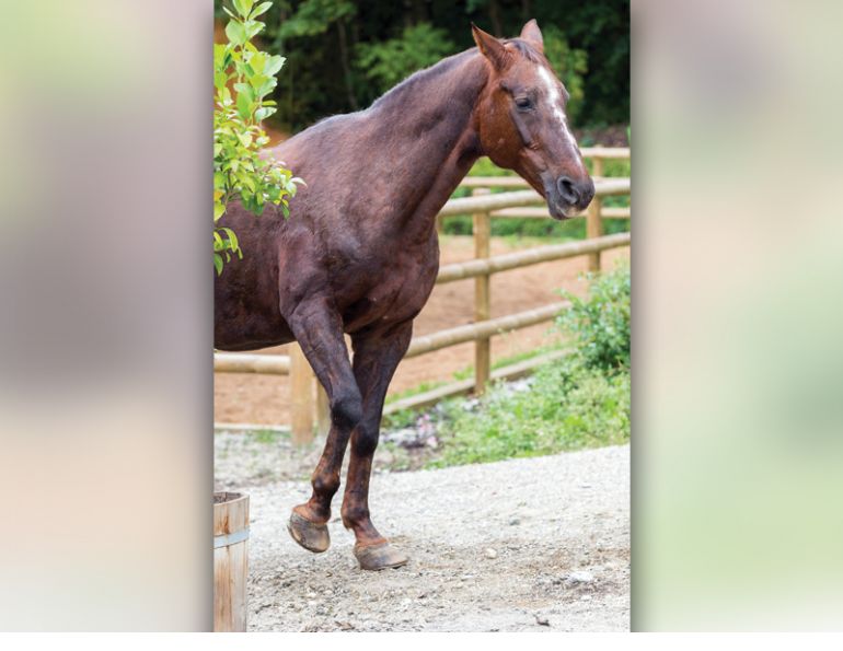 laminitis hooves, laminitis cleft coronary band, dished hoof laminitis, symptoms laminitis horses, laminitis horse stance, uc davis center for equine health