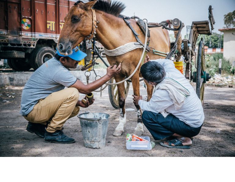 Brooke USA Equine Welfare Charity horse welfare horse rescue equine rescue equine welfare