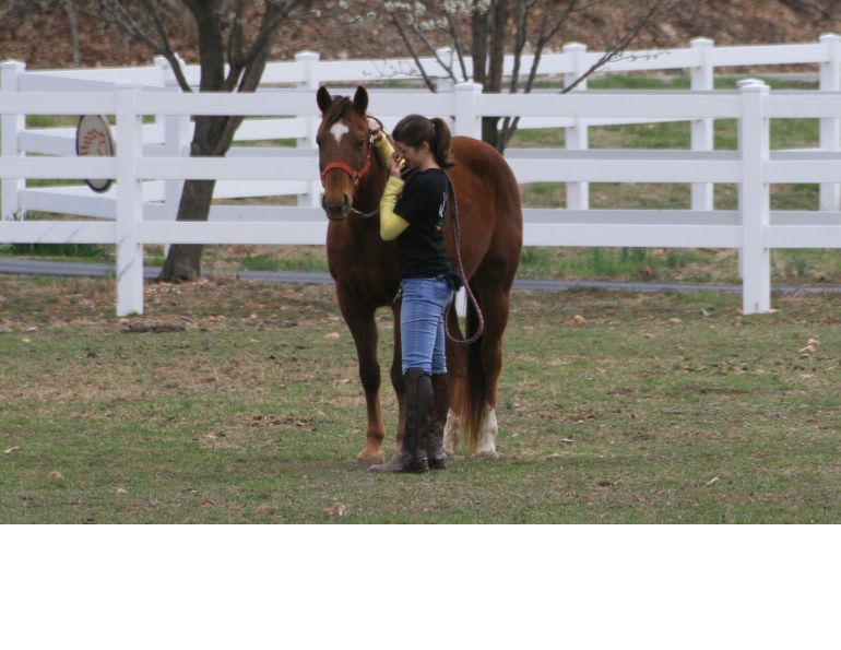 The Real Cost of Horse Ownership The Real Cost of Horse Ownership