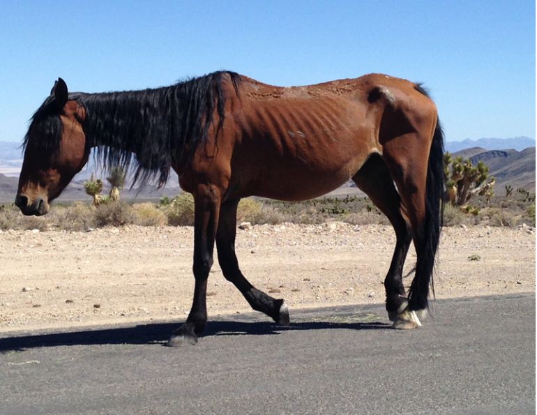 malnourished horse, rescue horses, helping underweight horse, starving horse, how to tell if horse is healthy weight, welfare horses
