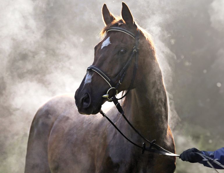horse electrolytes, equine sweat, dehydration in horses, electrolyte supplementation, horse hydration, performance horse nutrition, sodium and chloride requirements, heat stress in horses, endurance horse health