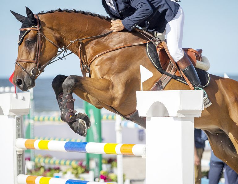 regenerative therapy equines, equine musculoskeletal disease, abps horses, dechra equine, provet apc, platelet rich plastma horses, therapy for lame horse