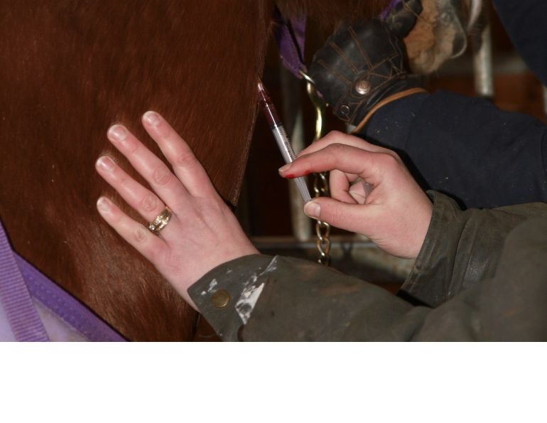 Horse injection, equine injection, Intramuscular injections horses, IM horses, Subcutaneous injections horses, Intravenous injections horses, injection sites horses, sterile syringes and needles horses, administering horse medication 