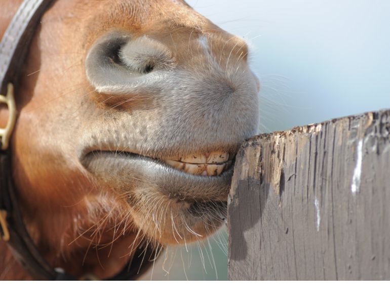 Deter Wood Chewing in "Eager Beaver" Horses