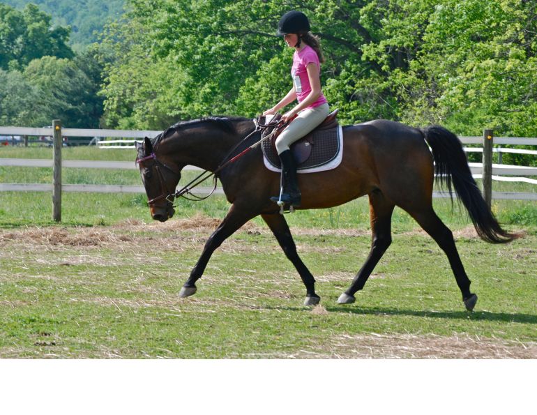 horse stretching in trot