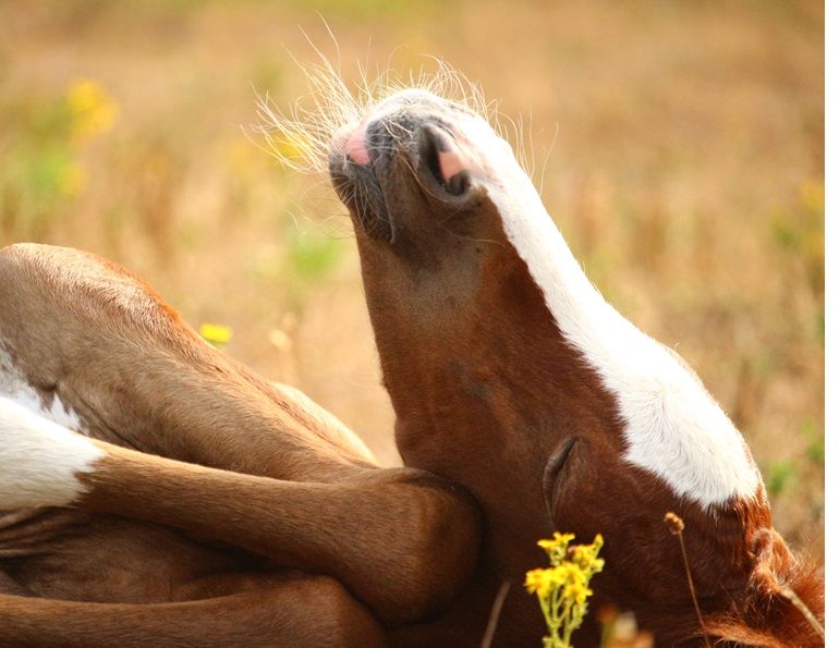 sleep deprived horse, how much sleep does a horse need, do horses need lots of sleep, can a horse sleep standing up, ises, international society of equitation sceince