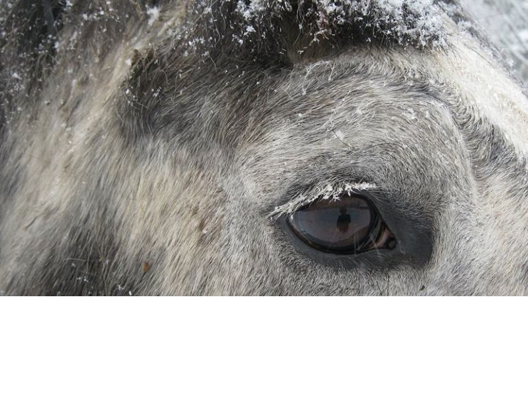 Equine Pain, horse pain, grimaces score, equineguelph, grimace pain scale Equine Pain, horse pain, grimaces score, equineguelph, grimace pain scale