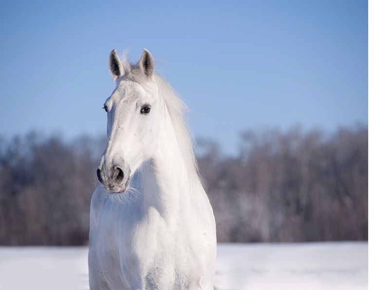 Do Horses need electrolytes in Winter?, horse electrolytes, equine dehydration, equine impactions, Dr. Wendy Pearson