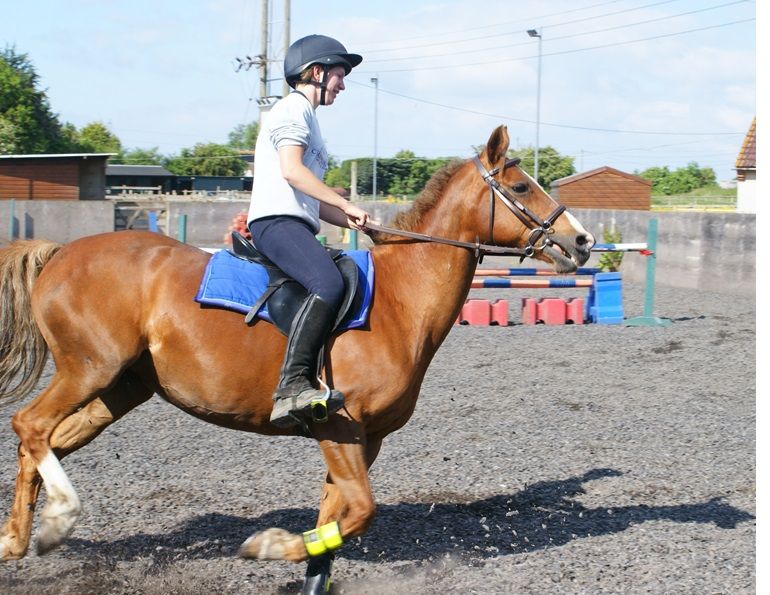 hard-mouth horses, equine hard mouth problems, sore equine mouth, equine hard mind, overcoming equine hard mouth, overcoming equine hard mouth, teaching the headstrong horse