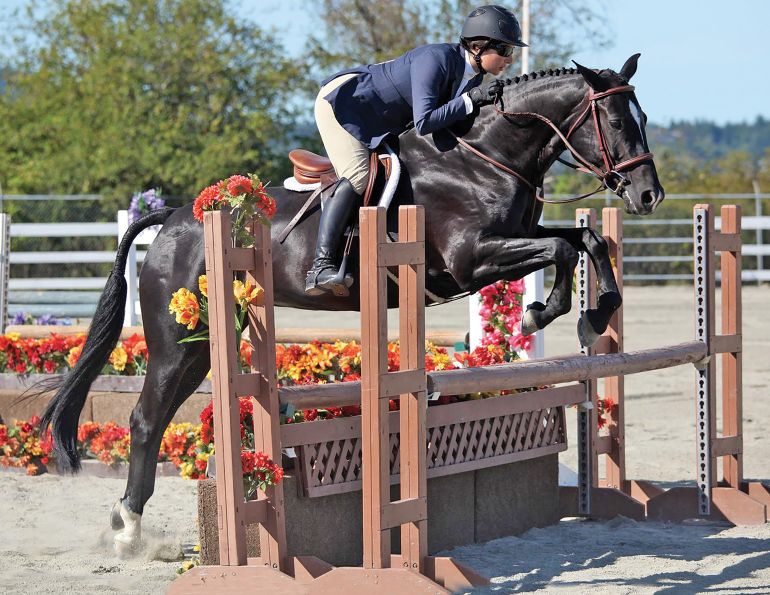 how to properly clip your horse's face, how to clip horse's Bridle, path, how to clip horse's legs