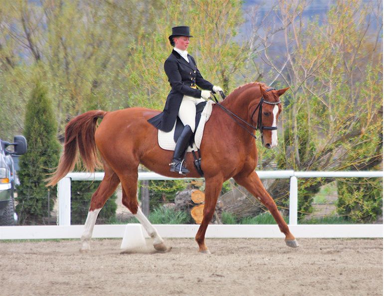 Master sitting trot, Sandra Verda-Zanatta, fit to ride, equine Hip Flexor stretch, equine quadriceps Stretch, equine hamstritng stretch, equine abdominal mini crunch, equine hamstring stretch, equine interval training, improving equine flexibility, equine hip roll, equine Spine mobility  