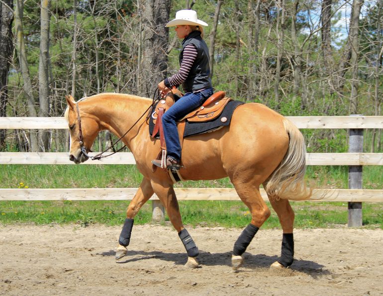 teaching a horse self-carriage, horse bulging on circle, horse not responding to rein aids, horse riding a circle, proper alignment horse circles, lindsay grice horse training