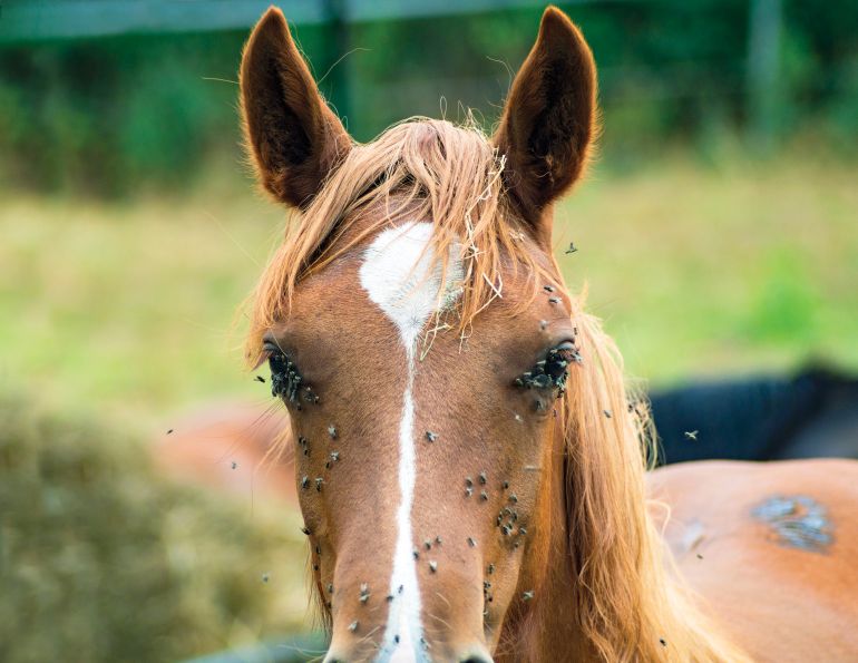 preventing flies horses, diseases mosquitoes horses, fly sheets, fly masks, manure pile location, botfly eggs on horse, horse fly leggings, parasitic wasps