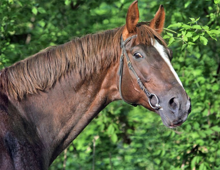 ISES research on bits, do horses like wearing bits, stress in horses, international society for equitation science conference