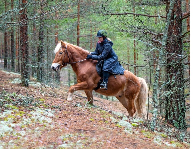 Trail Riding tips, Pat Barriage, Trail etiquette rules, Horse Industry Association Alberta, horse trail riding etiquette