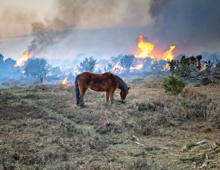 protect horse wildfire smoke, horses air polution, equine air pollution, equine asthma, reduce dusts horse barn, when to call a vet horse cough