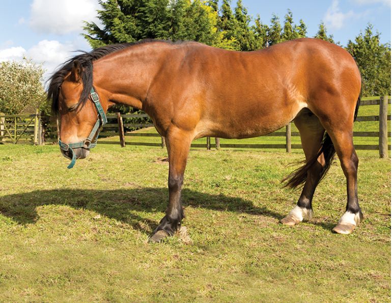 equine Laminitis in Horses with EMS and Cushing’s Disorder, Dr. Jaini Clougher ECIR Group. Equine Metabolic Syndrome (EMS) and Cushing’s disorder (PPID) phenylbutazone (Bute) horse is rocked back onto its haunches therapeutic hoof boots with pads vitamin e laminitis