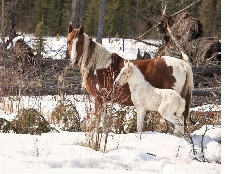 alberta's wild horses, wild horses alberta cull, horses in alberta, feral horse management framework, alberta wildies society, haws, the wildie west podcast, wild horses of alberta whoas, alberta mountain horse