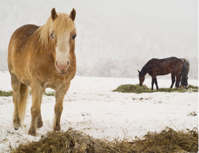 Winter hay, planning for winter silage, silage shortage 2017, hay shortage 2017, brandon hall, jason Vanderveen, Vanderveen Hay Sales, Climate Change Canada affecting silage, David Phillips climatologist, Walter Brown Quality Crop Care, Tamara Wrayton Wrayton Transport, alternatives conventional hay, finding hay winter, horse hay shortage, 