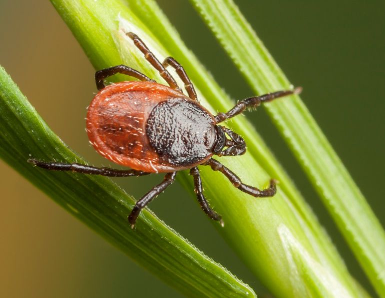 removing ticks from horses, equine guelph, how to get rid of a tick on my horse