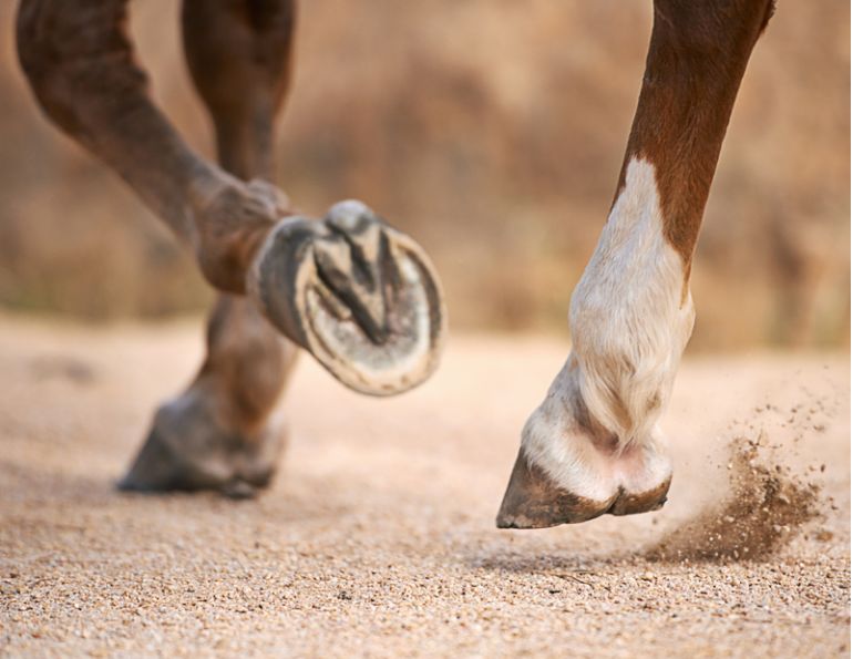 hoof care, barefoot horses, shod horses, American Association of Equine Practitioners, AAEP, equine athlete, fit horses, horse competition hoof care, barefoot horses, shod horses, American Association of Equine Practitioners, AAEP, equine athlete, fit horses, horse competition