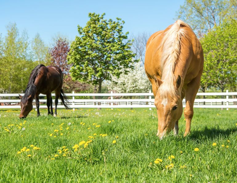 horse vitamin e equine nutrition Shelagh Niblock, PAS sources vitamin E equine diet vitamin e supplements for horses, how much vitamin e does my horse need horse vitamin e equine nutrition Shelagh Niblock, PAS sources vitamin E equine diet vitamin e supplements for horses, how much vitamin e does my horse need