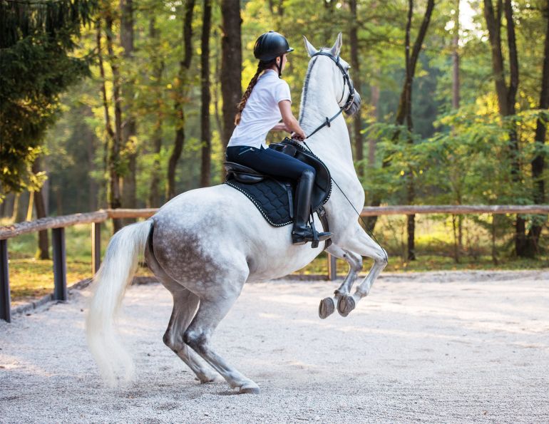 will clinging horse trainer, inexperienced yearling, problem behaviour horses, afraid horses, bad horses, horse rearing