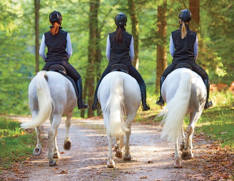 how to increase equine pelvis stability, how to improve pelvis range, how to strengthen pelvic floor, what is Equine osteopathy