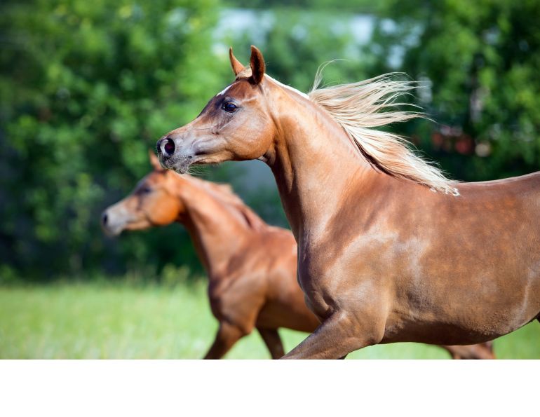 Arabian Horse Genome, arabians thoroughbreds, genetics of arabians