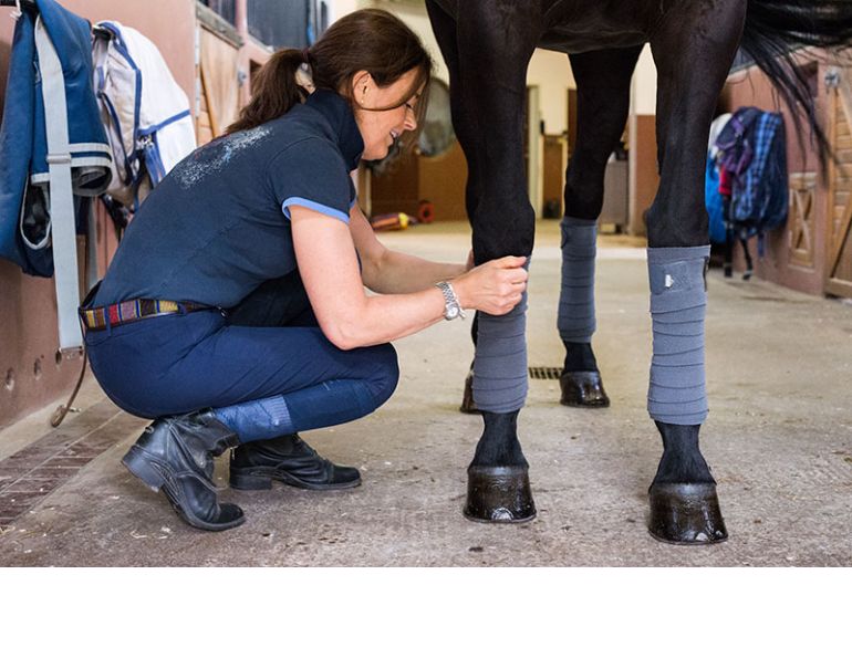 job opportunities canada's horse industry, working with horses canada, gayle ecker equine guelph, university of guelph, industry survey equine