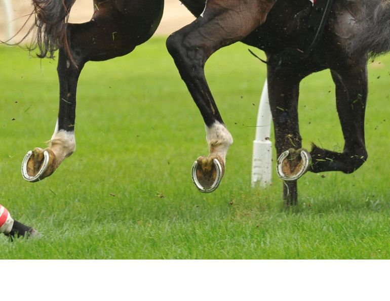 Horse Shoes Foot Skeleton racehorse hoof care performance horses hoof injury horse equine skeleten hoof care