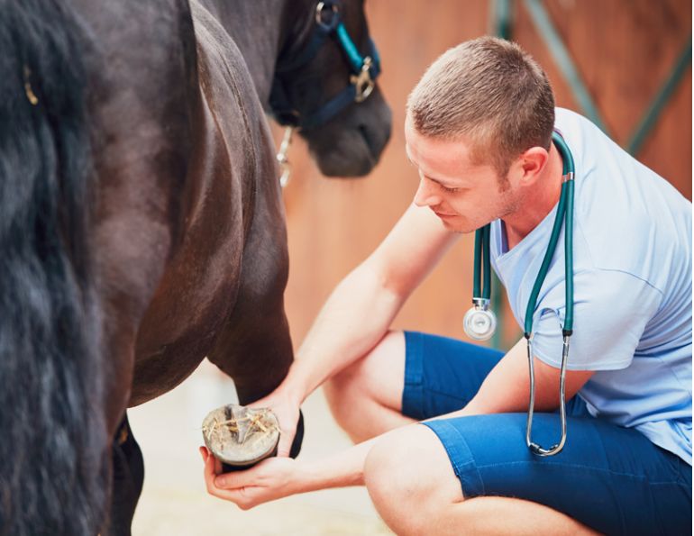 how common is laminitis? laminitis as common as colic, what is laminitis, warning signs of laminitis how common is laminitis? laminitis as common as colic, what is laminitis, warning signs of laminitis