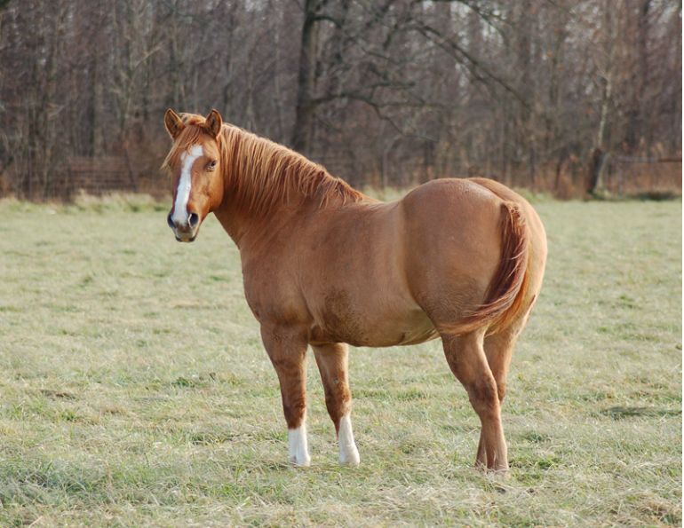 Jackie Bellamy-Zions, equine gut microflora EMS warning, horse care, laminitis, fecal microbial, equine metabolic syndromes, Dr. Scott Weese