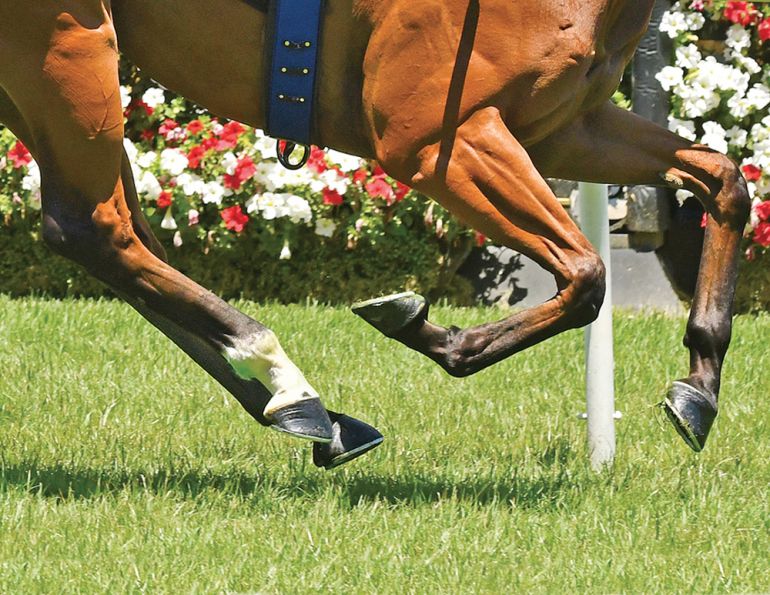 horse hoof health, improving hoof quality, brittle hooves in horses, horse nutrition for hooves, farrier care, hoof cracks and fissures, horse husbandry, preventing lameness, hoof growth support