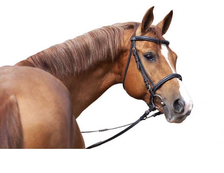 how to fit a horse's bit, how wide should my horse's bit be, horse bit length