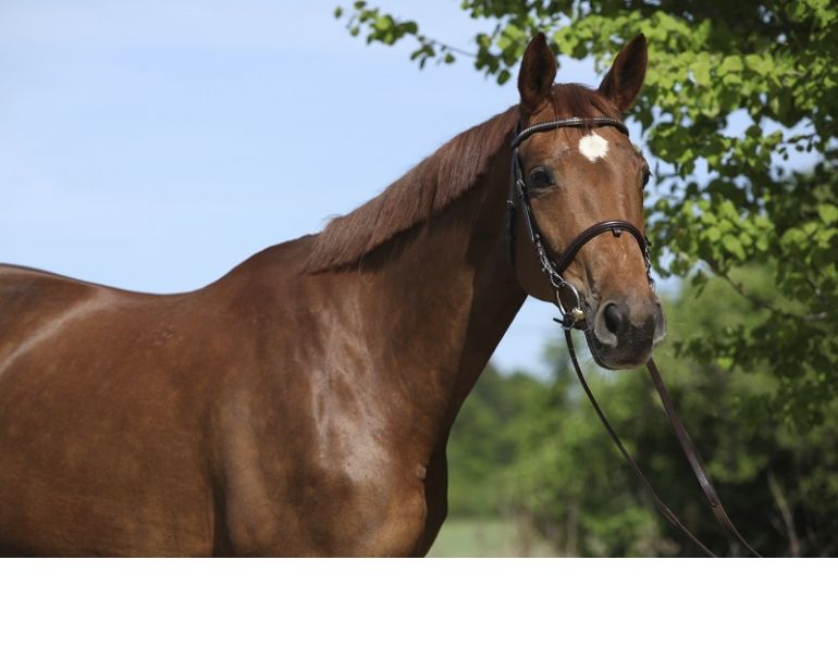 Jochen Schleese, saddle fitting a growing horse, saddle fit colt, saddle fit filly, saddle fit young horse, horse lameness, horse back pain, equine back pain, equine injuries, equine lameness, horse saddle fit