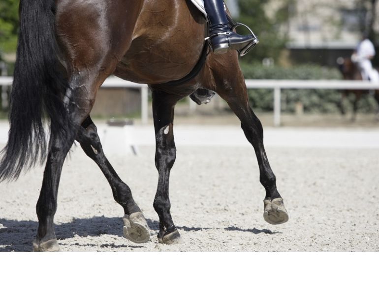 indoor riding arena, outdoor riding arena, indoor arena footing outdoor, conterra industries, lakeshore sand co, sand footing, woodchip footing