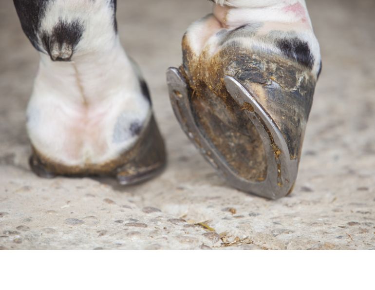 Common Hoof Problems in horses daily hoof care nutrition for equine hooves pain for sore horse hoof pain equine hoof western college of veterinary medicine Common Hoof Problems in horses daily hoof care nutrition for equine hooves pain for sore horse hoof pain equine hoof western college of veterinary medicine