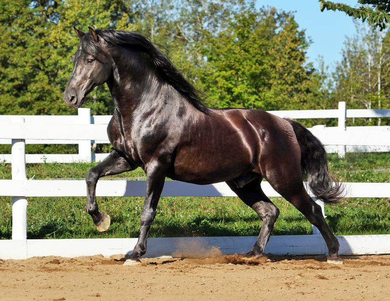 Swallowfield Eno Kelbeck, Roxanne Salinas Bear Hollow Farm Canadian Horse, Ken Morris CHHAPS, Canadian Horse Heritage and Preservation Society, Canada's National Horse, Swallowfield Farm Ladysmith, Danadream Farm Quebec, Canadian Horse Breed Pedigree Book, First Farms Canadians