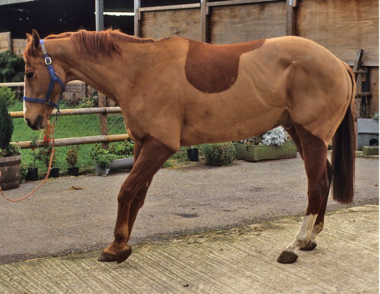 Laminitis horse disease, lamintis ndocrine system, prolonged subclinical phase, lamellae, University of Liverpool laminitis study