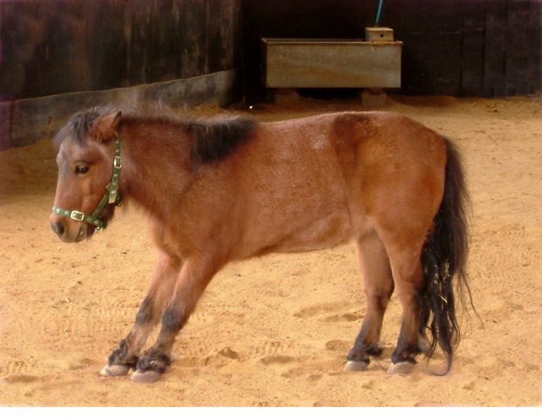 overcoming laminitis, is there medication for laminitis? oral sugar test for horses (OST) overcoming laminitis, is there medication for laminitis? oral sugar test for horses (OST)