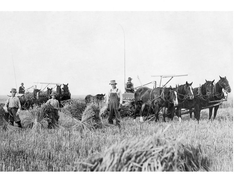 Soul of Canada, draft horses, history draft horse, four-wheeled pull-grader, Mechanical Workhorses, Horse breeding programs, history Clydesdale horse, horse logging history, Canadian horse history, Belgian horse, history percheron horse