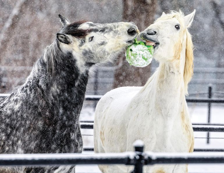 horse enrichment, equine enrichment ideas, horse quality of life, enrichment for boarded horses, horse welfare, equine well-being, horse management tips, horse turnout enrichment, horse mental stimulation, equine behavior enrichment, horse care, enrichment for horses at boarding barns, natural horse keeping, movement for horses, horse environmental enrichment