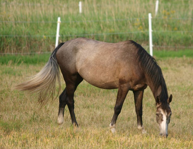 horse fencing, installing electric horse fencing, finishing horse fence, choosing electrical fence, setting electrical fence tension horse fencing, installing electric horse fencing, finishing horse fence, choosing electrical fence, setting electrical fence tension