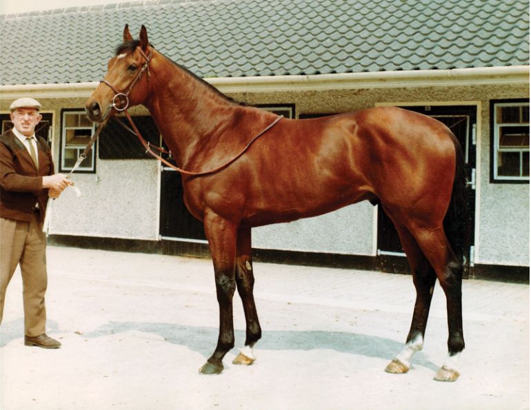 Nijinsky horse, Remarkable Horses, Northern Dancer, Flaming Page, Nijinsky II, Charles W. Engelhard, amazing horses