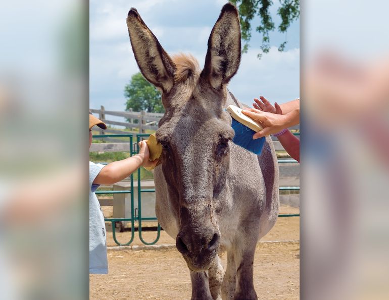 rescue horses canada, homes for retired racehorses canada, greener pastures, wild horses of alberta, longrun thoroughbred, new stride equine retirement, thoroughbred aftercare alliance, horse welfare alliance of canada